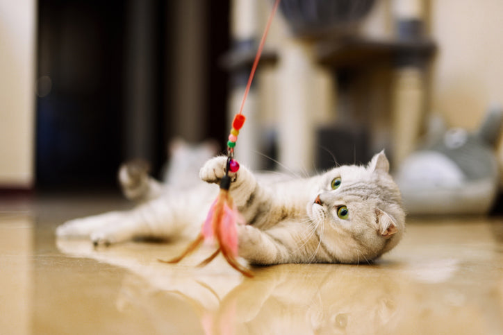 The Best Toys for Cats